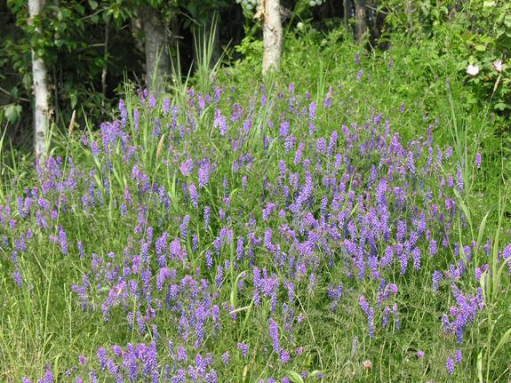 bird vetch.jpg